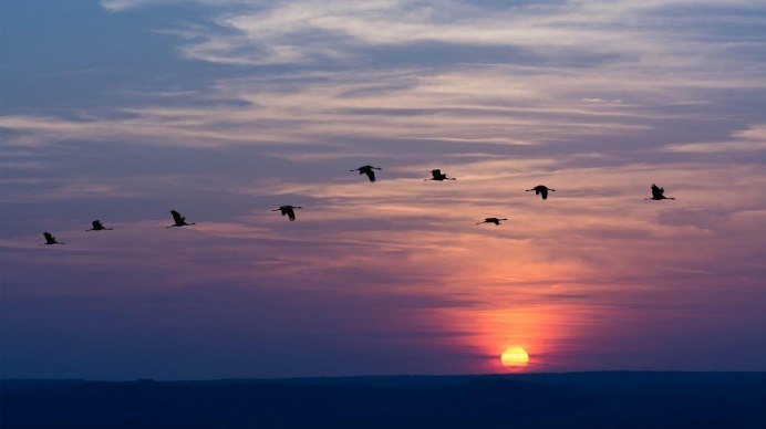 Журавль в небе