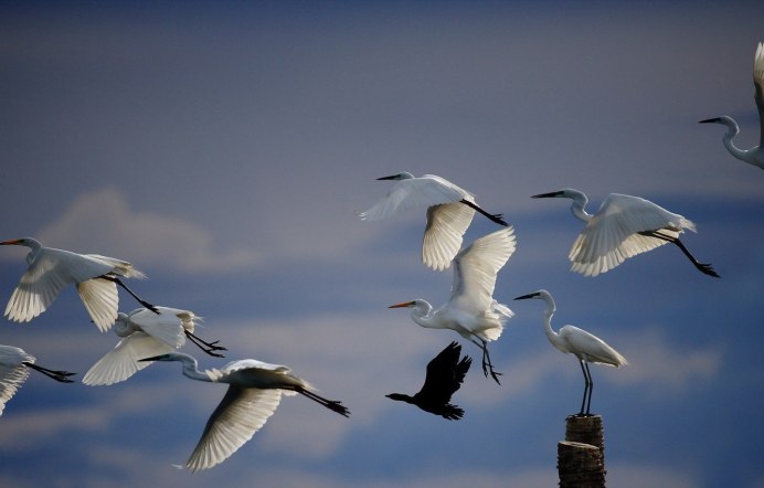 Косяк журавлей