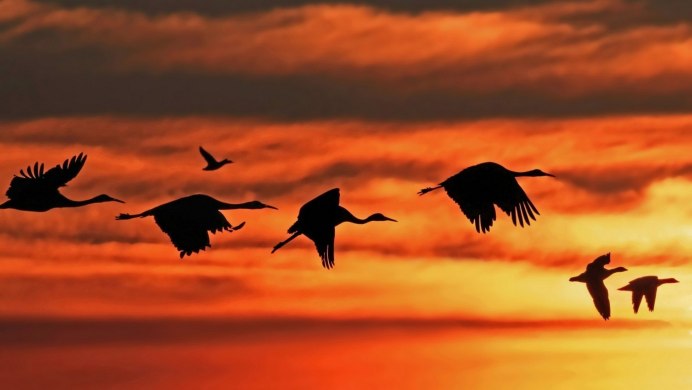 Стая журавлей