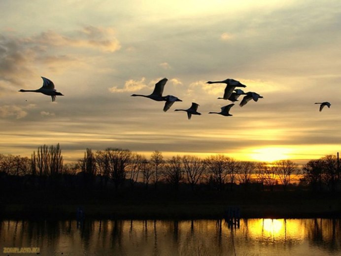 Аисты улетают на Юг