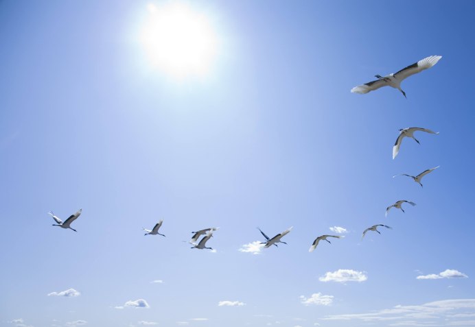 Птицы низко летают