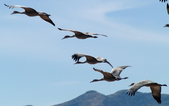 Журавлиный Клин