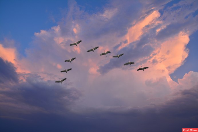 Журавлиный Клин в небе