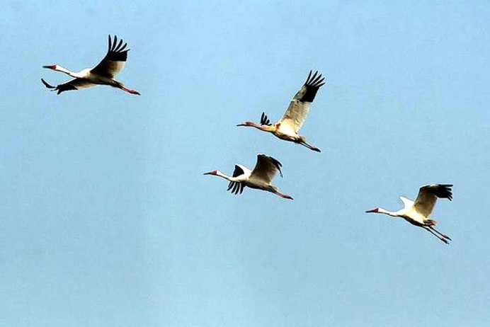 Птицы улетающие вдаль