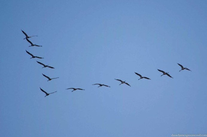 Журавлиный Клин