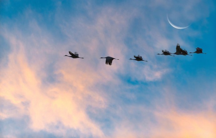 Перелётные птицы журавлиный Клин