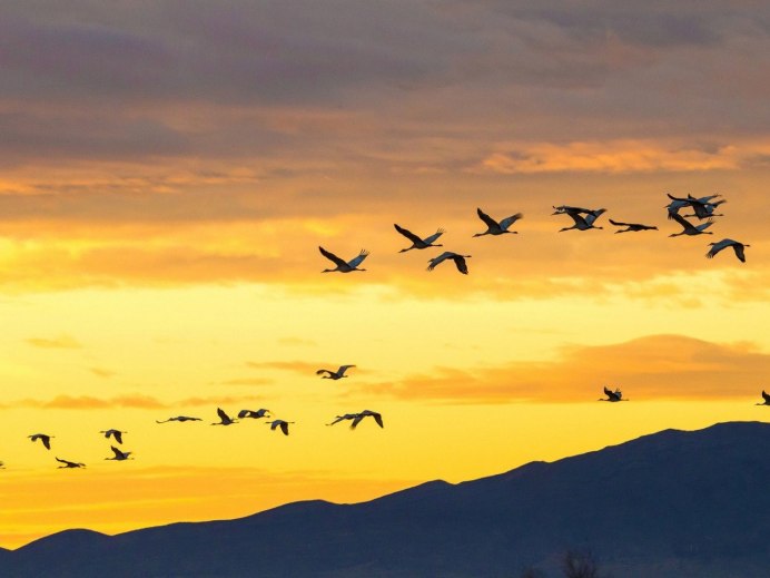 Птицы на фоне неба