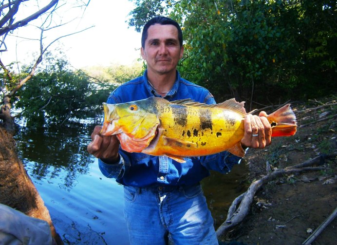 Cichla cataractae