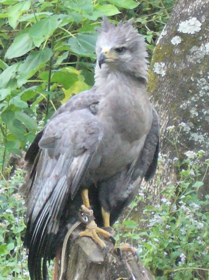 Малый подорлик - Aquila pomarina