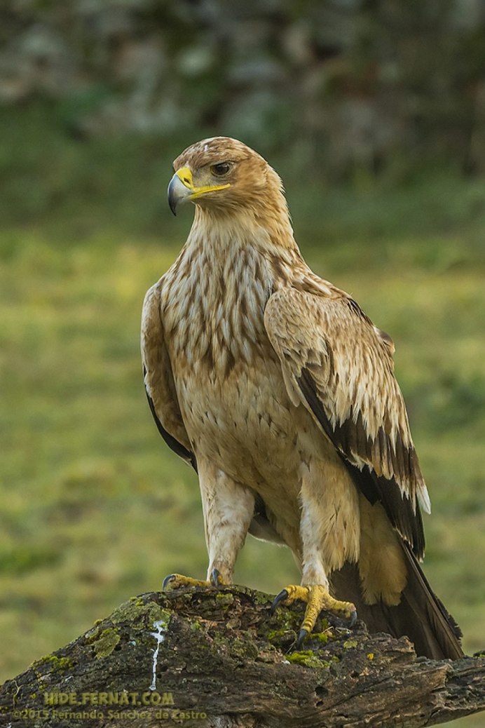 Малый подорлик - Aquila pomarina