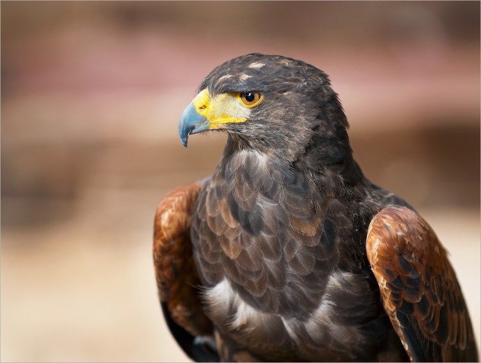 Орёл-карлик (Aquila pennata)