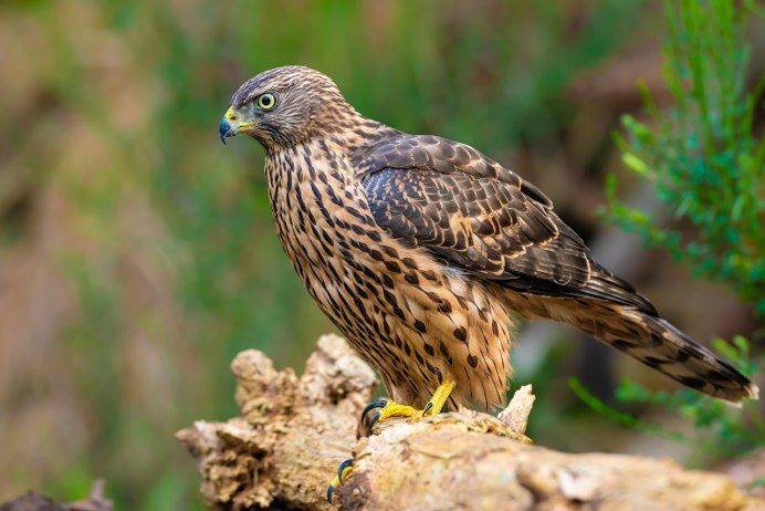 Тетеревятник (Accipiter gentilis)