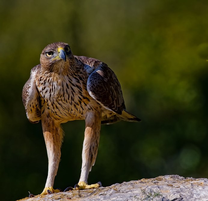 Обыкновенный канюк Buteo Buteo