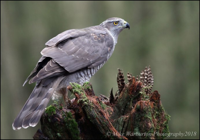 Орёл-карлик (Aquila pennata)
