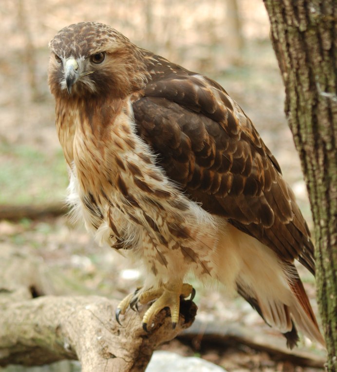 Кречет - Falco rusticolus Linnaeus
