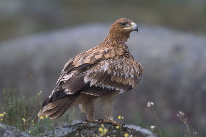 Орлан-белохвост Haliaeetus albicilla