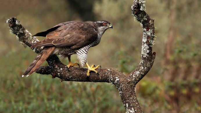 Орел Беркут Aquila
