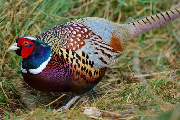 Фазан обыкновенный Phasianus colchicus