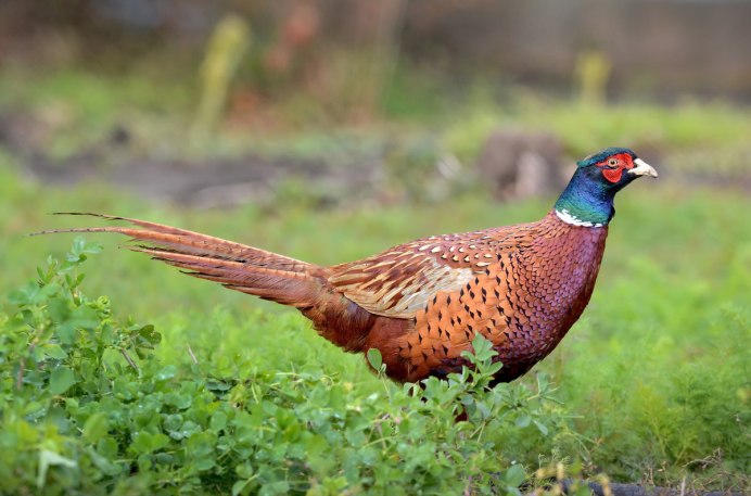 Фазан обыкновенный Phasianus colchicus