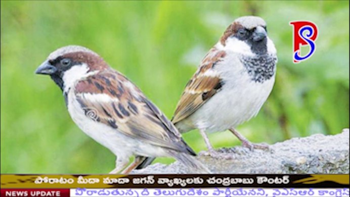 Passer hispaniolensis