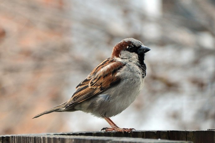 Полевой Воробей (passer montanus)
