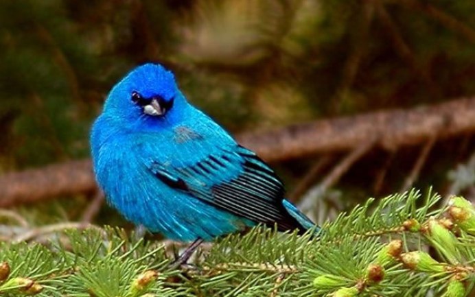 Голубая сиалия гнездо