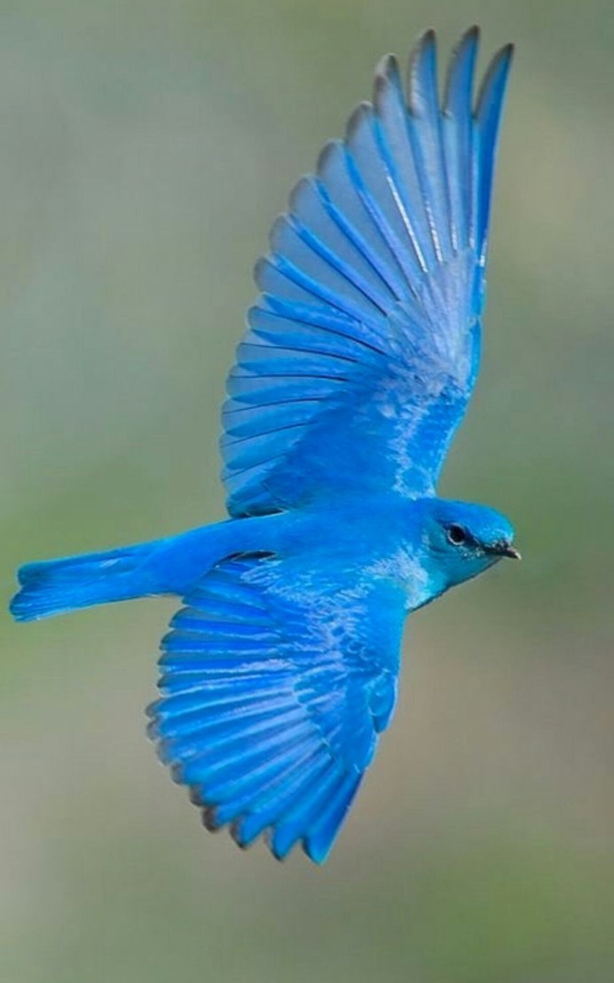 Сиалия Лазурная птица