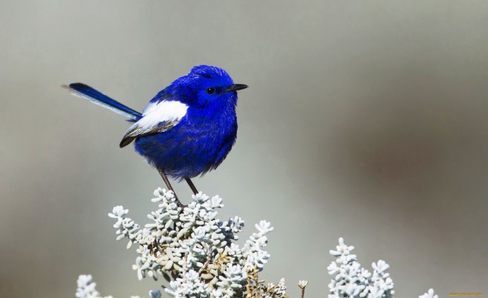 Стеррлов черноголовая голубая Сойка