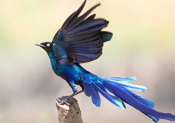 Синяя птица животное