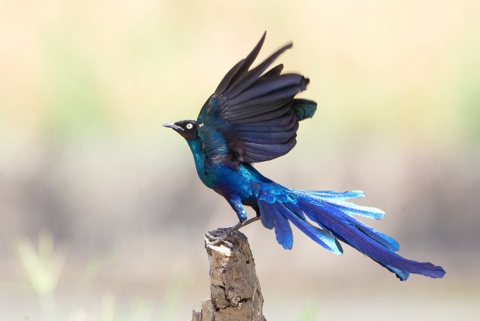 «Синие и красные птицы» (Комарова, с.74)