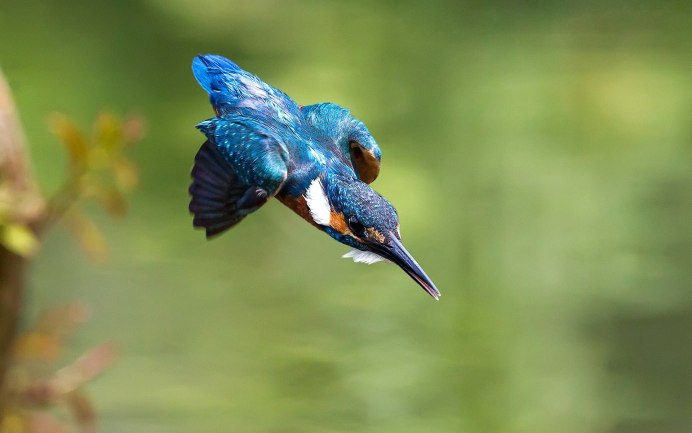 Синяя птица