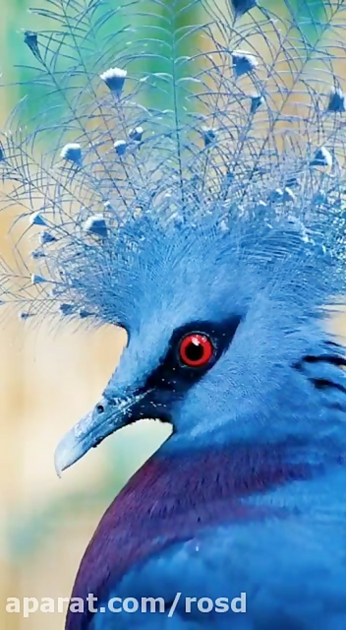 Синяя мухоловка птица