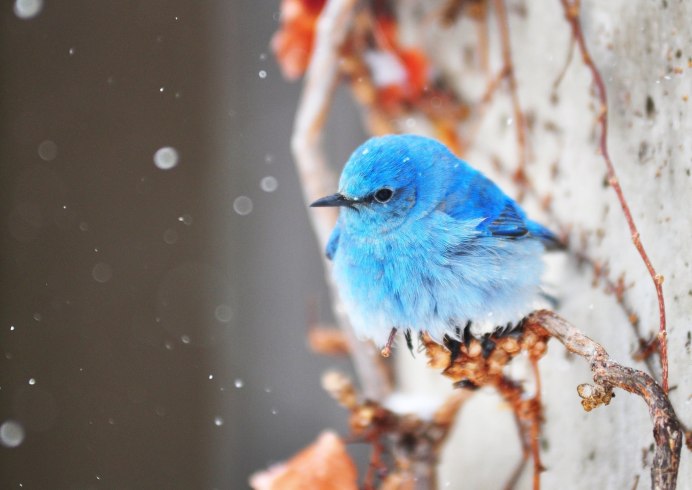 Венценосный Павлин