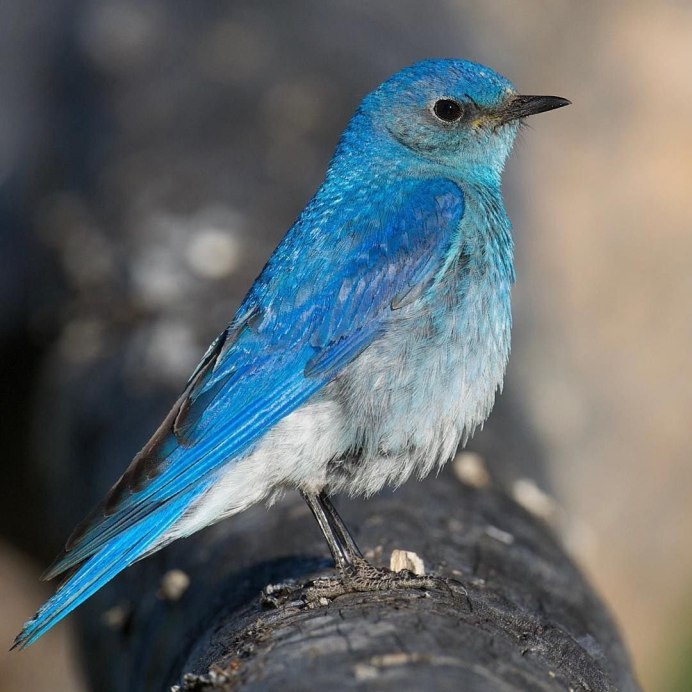 Суракаф птица