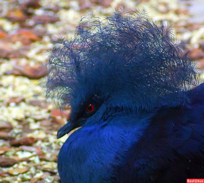 Пурпурная танагра-медосос