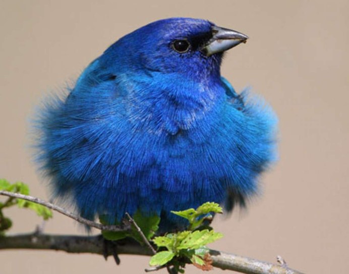 «Голубые сойки»