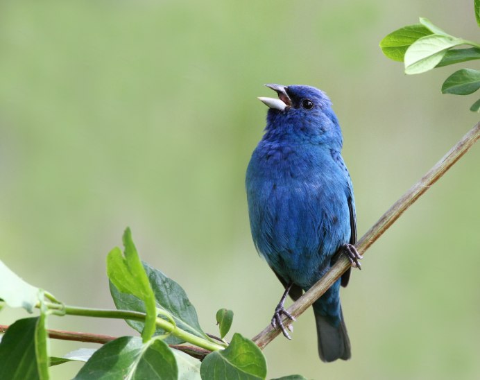 Голубая Грандала