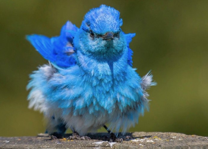 Лиловый Дрозд (Myophonus caeruleus)