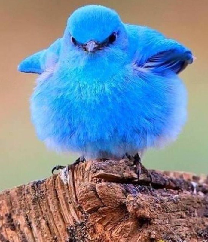 Индиговый Кардинал