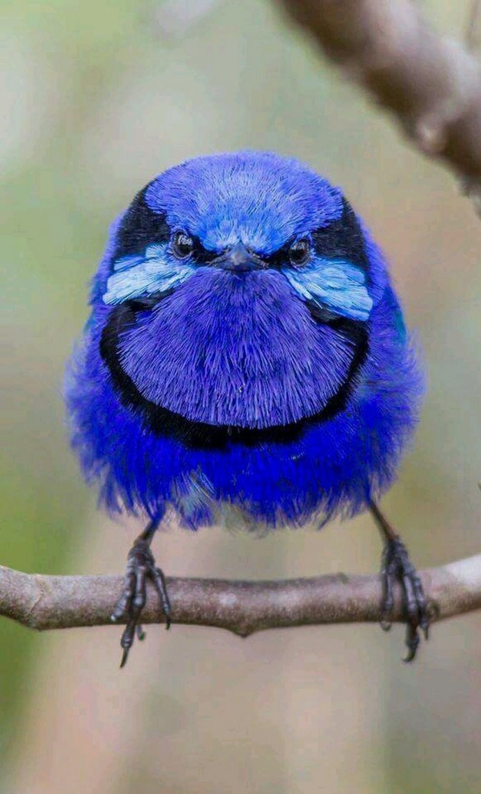 Голубая сиалия птица