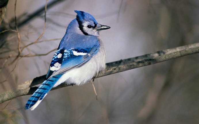 Голубая кустарниковая Сойка