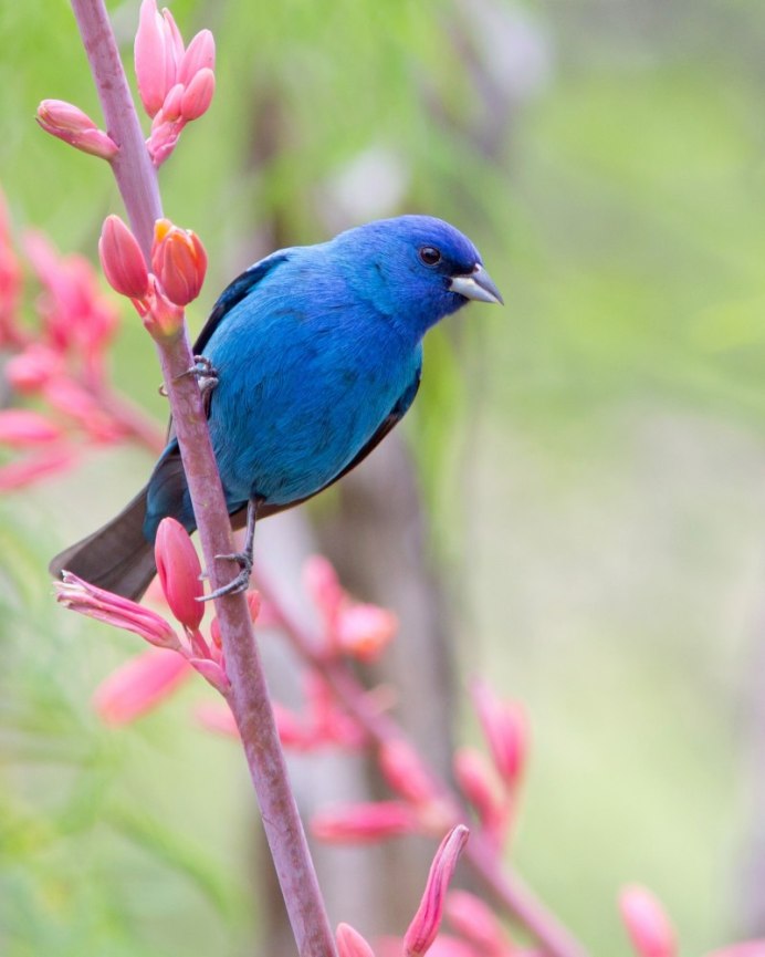 Птица цвета ультрамарин
