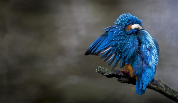 Голубая сиалия