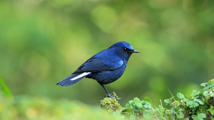 Синяя пташка