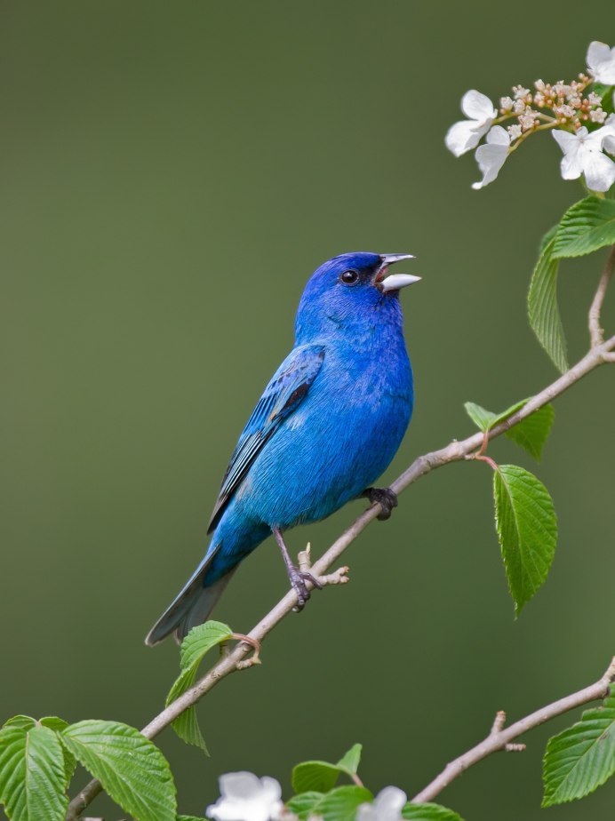 Голубая канарейка птица