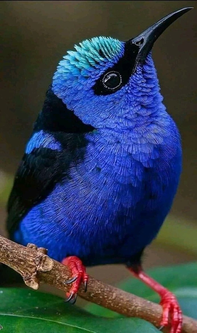 Индиговый овсянковый Кардинал