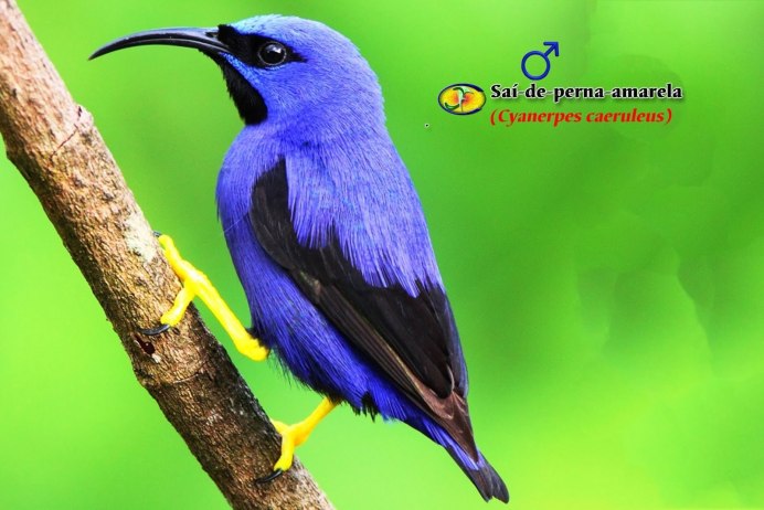 Птица Никобарский голубь