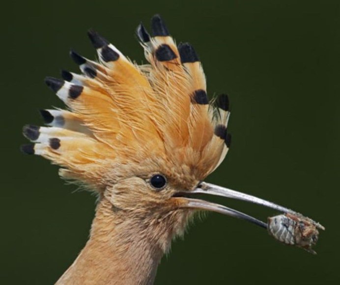 Common Hoopoe