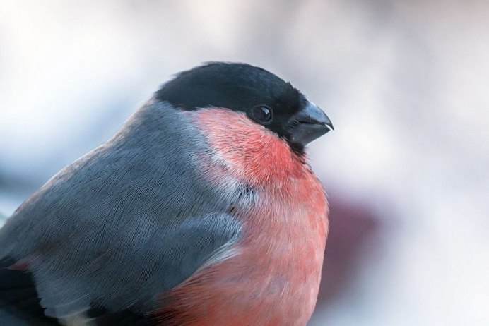 Воробьинообразные Снегирь