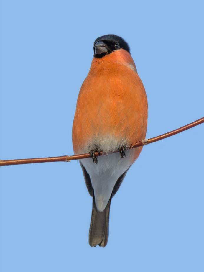 Серогрудый Снегирь